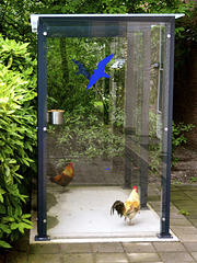 Chickens in the smoke shed