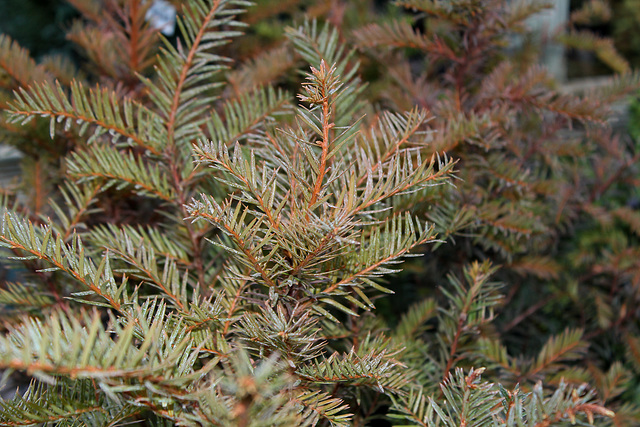 Taxus baccata