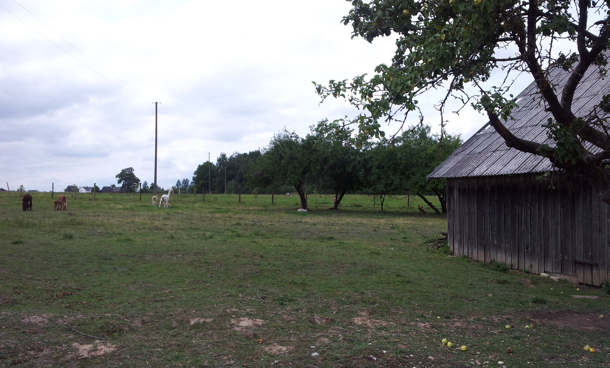 stork in a distance