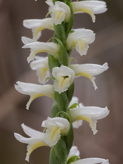 Spiranthes magnicamporum (Great Plains Ladies'-tresses orchid)