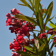 Scarlet Oleander