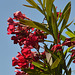 Scarlet Oleander