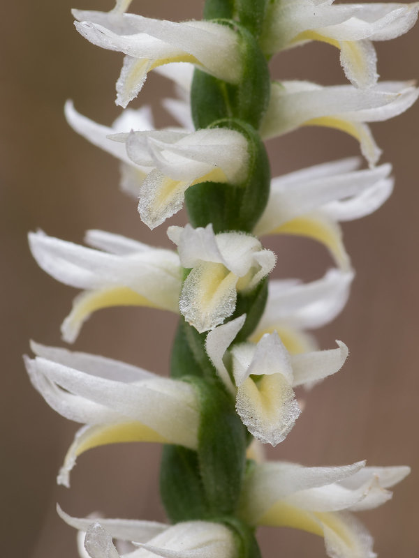 Spiranthes magnicamporum (Great Plains Ladies'-tresses orchid)