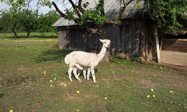 how many legs does this alpaca have?