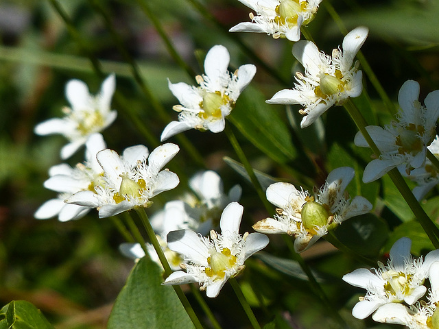 Fringed Grass-of-Parnassus