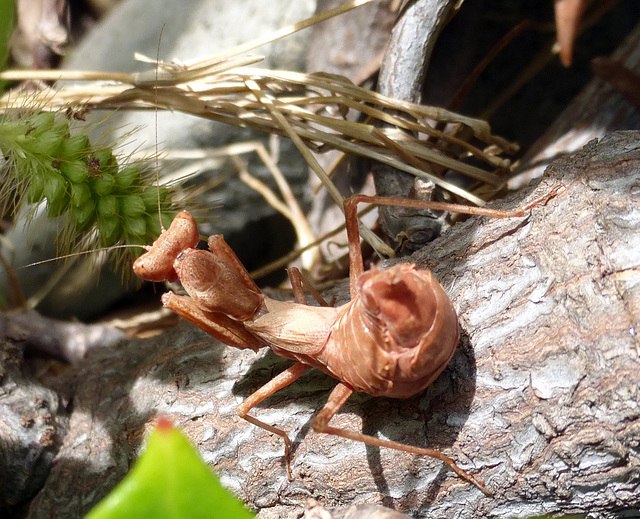 mantidae - Ameles spallanzania