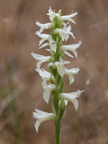 Spiranthes magnicamporum (Great Plains Ladies'-tresses orchid)