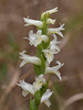 Spiranthes magnicamporum (Great Plains Ladies'-tresses orchid)