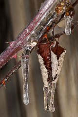 Icicles on Blackberry Leaves