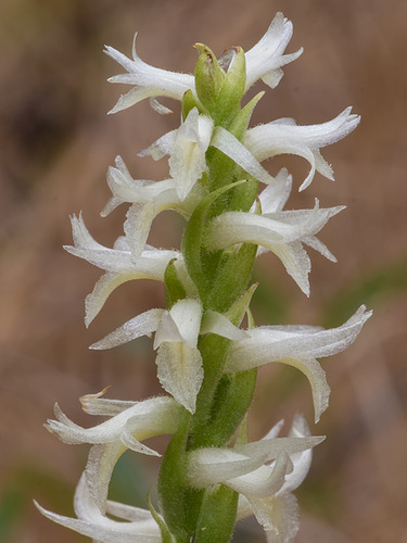 Spiranthes magnicamporum (Great Plains Ladies'-tresses orchid)