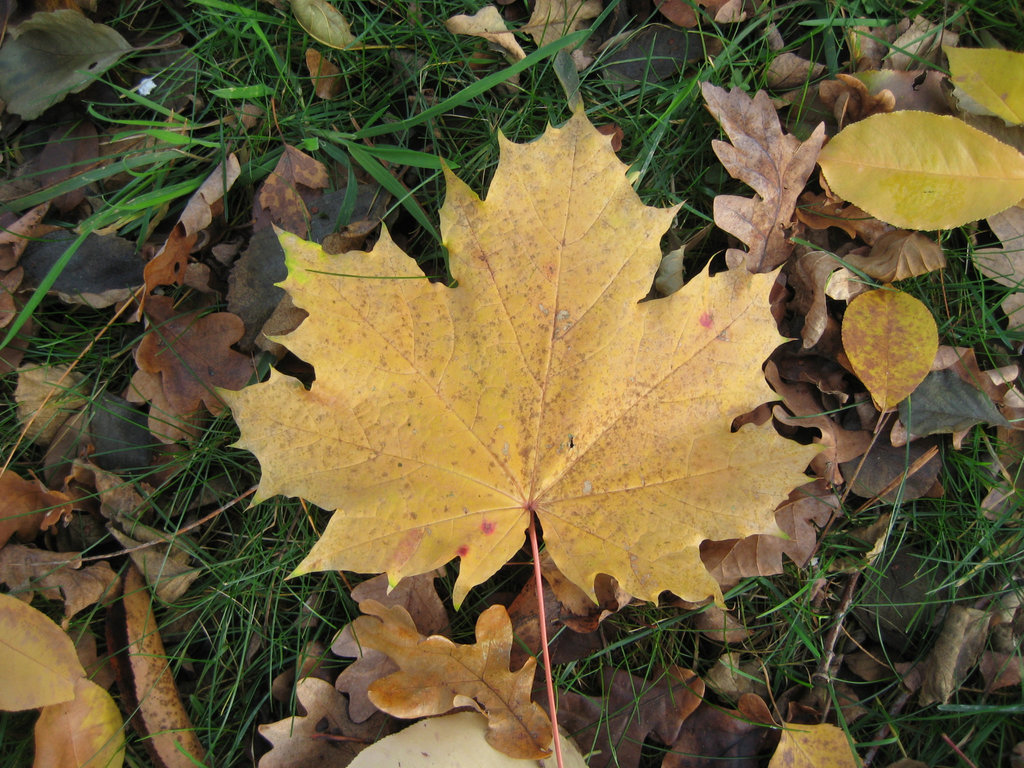 Herbstlaub Ahorn & Co.