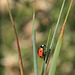 Seven-spotted Ladybug