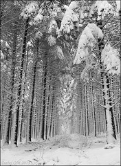 Forêt de Breuil