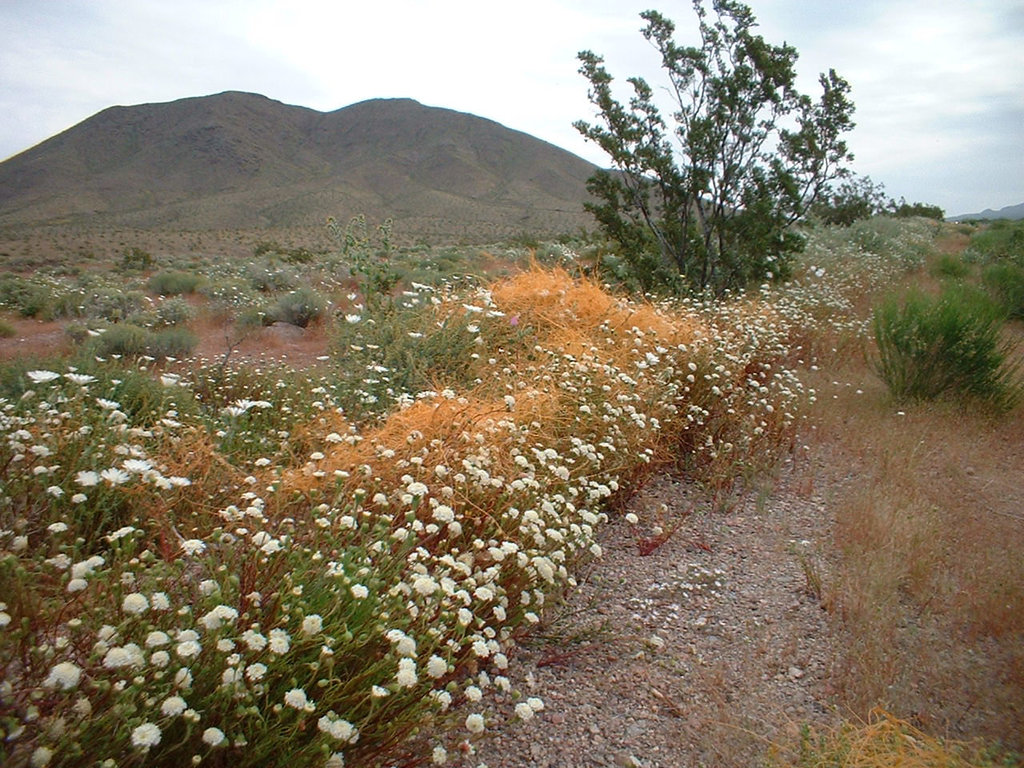 death valley 3 - 27