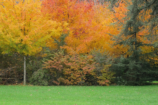 L'automne au Parc de La Tête d'Or (Lyon, Rhône)