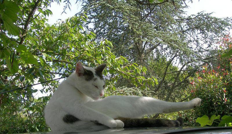 Arthur dans la verdure, comme une peinture ...