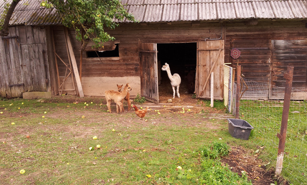 some of the critters at the farm