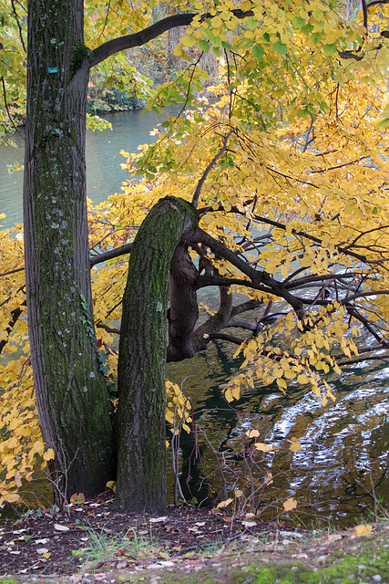 L'automne au Parc de La Tête d'Or (Lyon, Rhône)