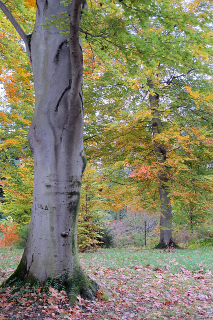 L'automne au Parc de La Tête d'Or (Lyon, Rhône)