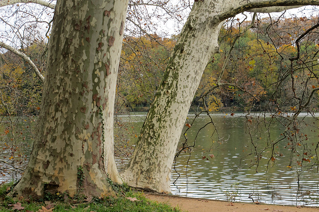 L'automne au Parc de La Tête d'Or (Lyon, Rhône)