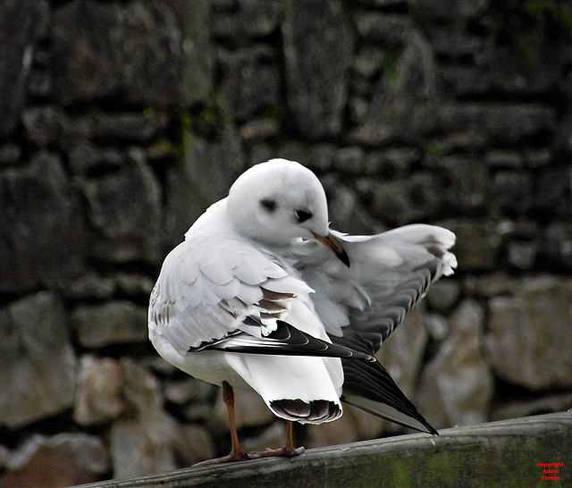 GULL PREENING