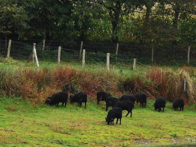 les moutons noirs d'ouessant