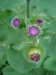 Nature sauvage en macro / Wild flowers  - Recadrage