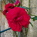 Rose de rouge de chez moi...