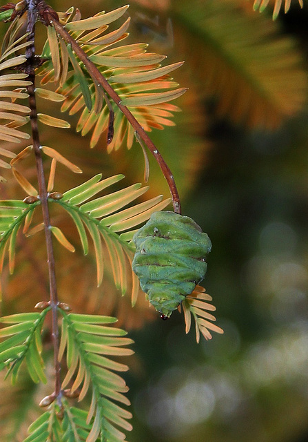 Metasequoia glyptostroboïdes - Metasequoia du Sichuan