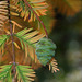 Metasequoia glyptostroboïdes - Metasequoia du Sichuan