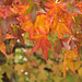Couleurs d'automne du Copalme d'Amérique