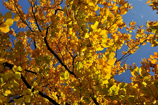 Feuilles d'automne