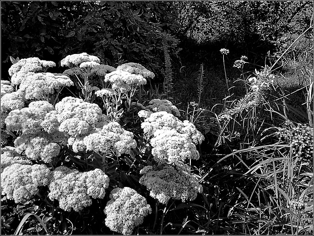 Sedum