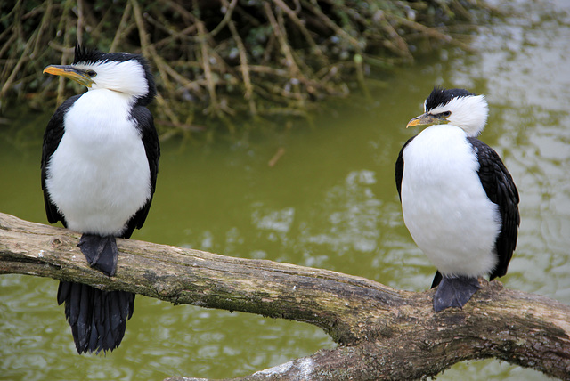 Cormorans pie (Australie)