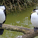 Cormorans pie (Australie)