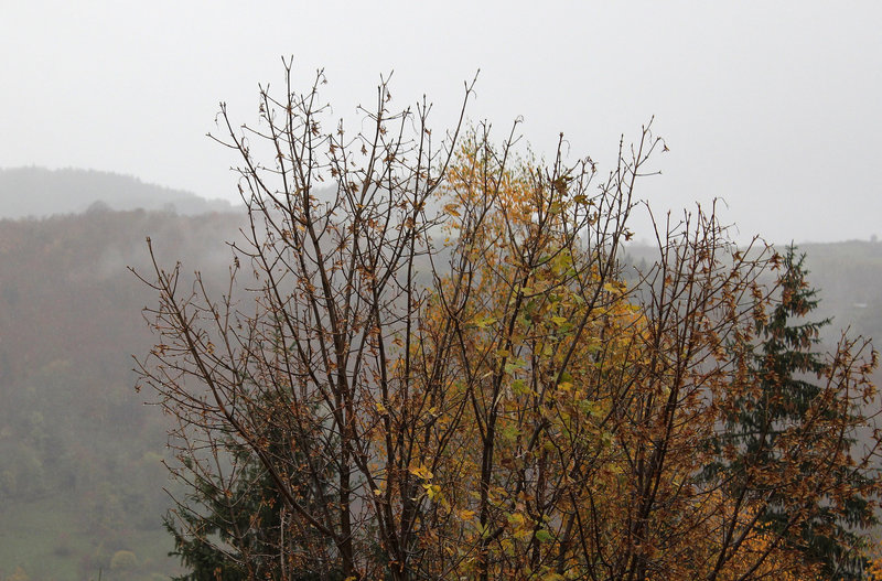 Automne - Erable sycomore et bouleau
