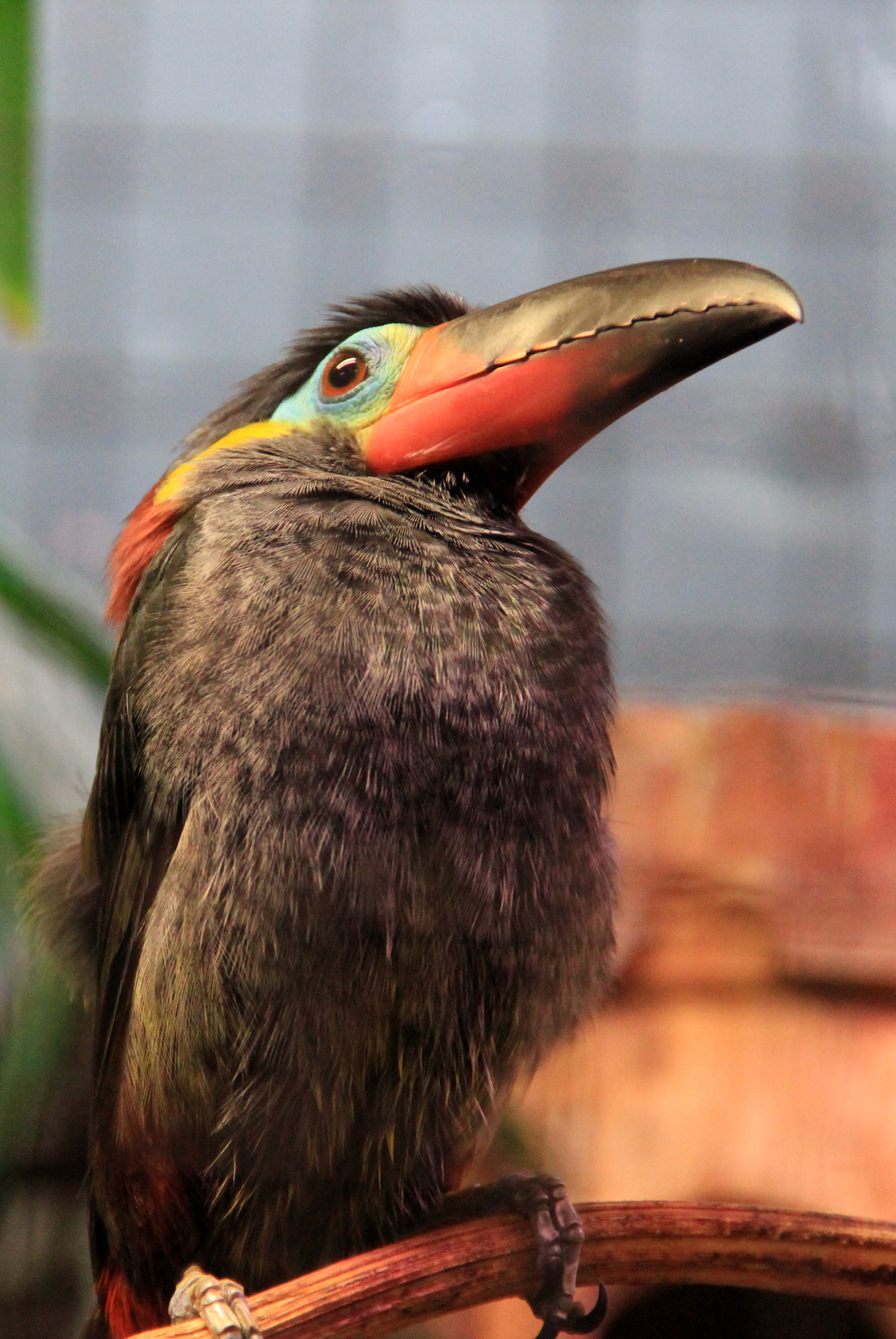 Toucanet culik (Amerique du Sud)