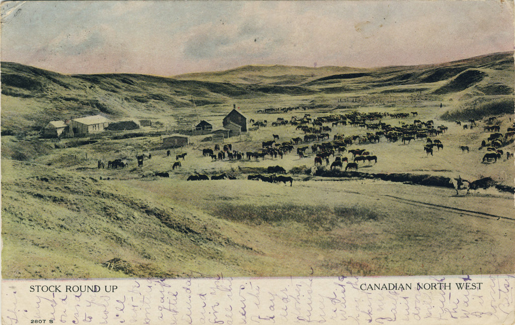 Stock Round Up, Canadian North West.