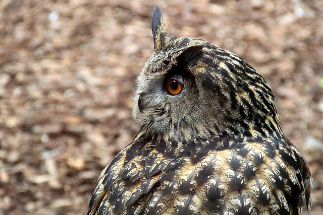 Hibou grand duc