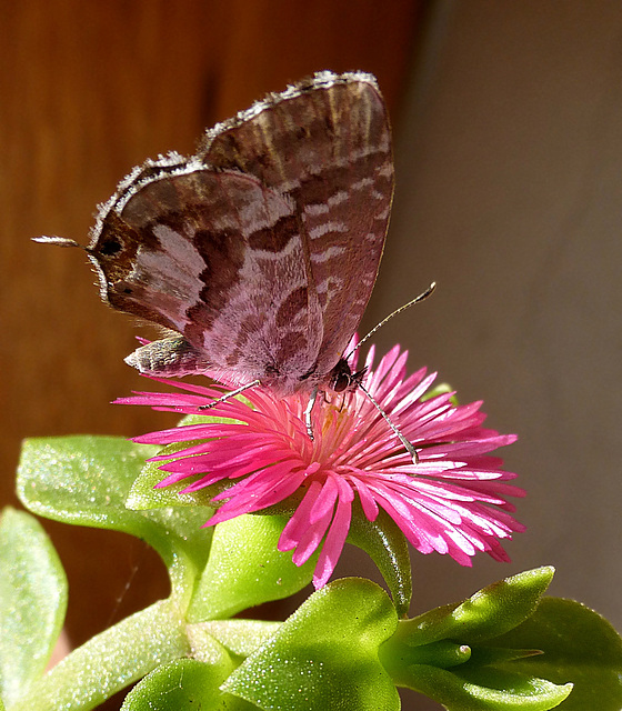 Novembre sul mio balcone