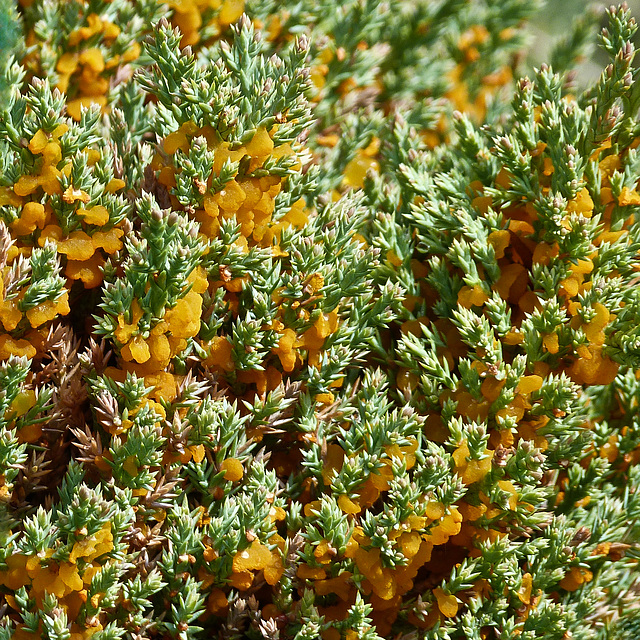 Cedar Apple Rust on Juniper