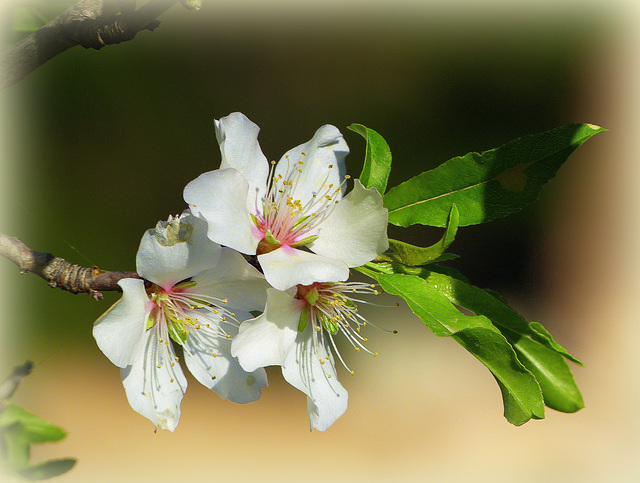 ...printemps précoce...