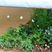 Outside -in - Jardin 11 - Anemone sylvestris- Luzula nivea- Viola cornuta