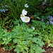 Outside -in - Jardin 11- Anemone sylvestris