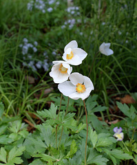 Outside -in - Jardin 11- Anemone sylvestris Outside -in - Jardin 11- Anemone sylvestris
