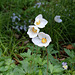 Outside -in - Jardin 11- Anemone sylvestris