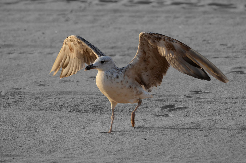 FREJUS: Atterisage d'un jeune goéland (Larus argentatus).