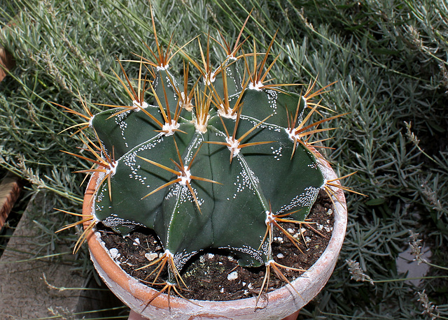 Astrophytum  ornatum