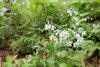 En "sous-bois " Phlox divaricata