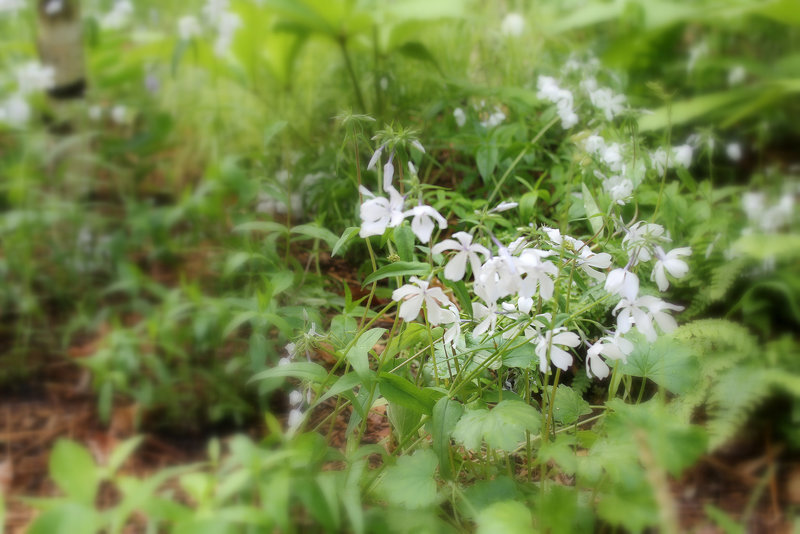 En "sous-bois " Phlox divaricata